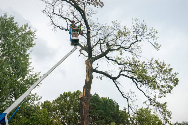 How Our Tree Care Process Works  in  Glasco, NY