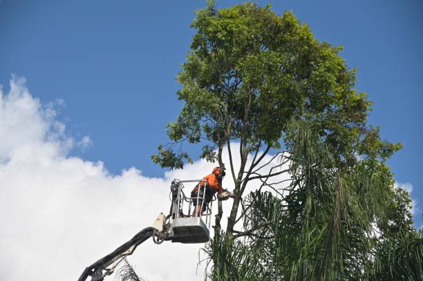 Reliable Glasco, NY Tree Removal Services Solutions